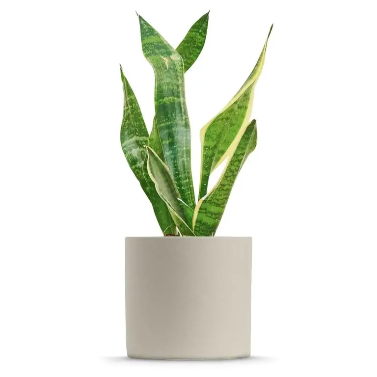Snake plant