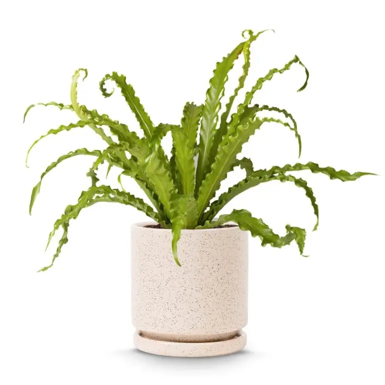 Birds nest fern plant