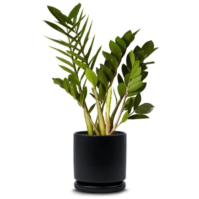 ZZ plant