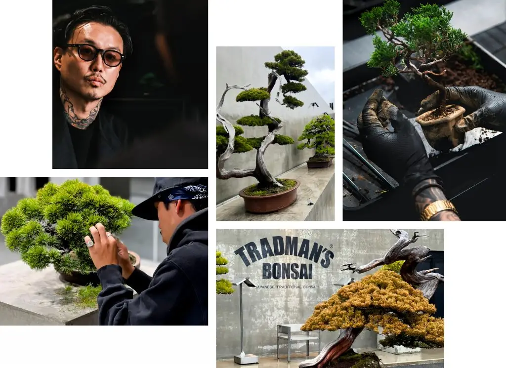 Tradsman's Bonsai Japan