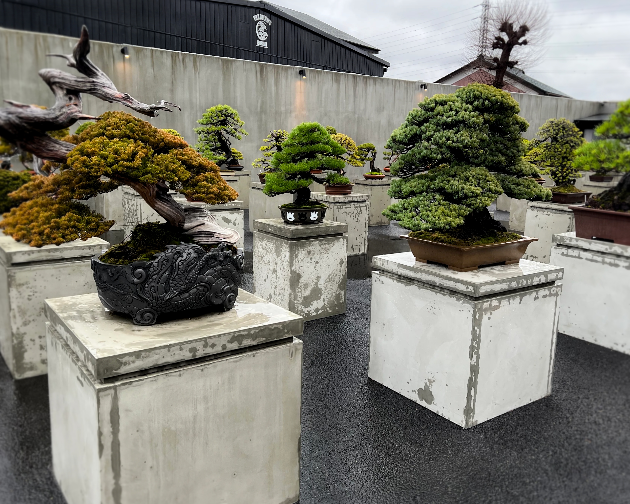 Bringing Bonsai to the Streetwear Generation - Valet